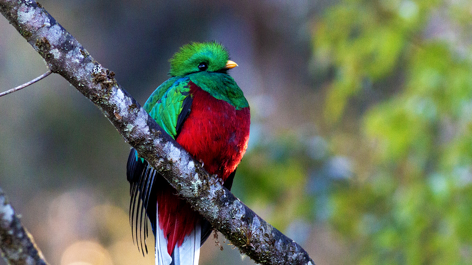 Resplendent Quetzal